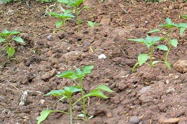 什么時(shí)候育辣椒苗