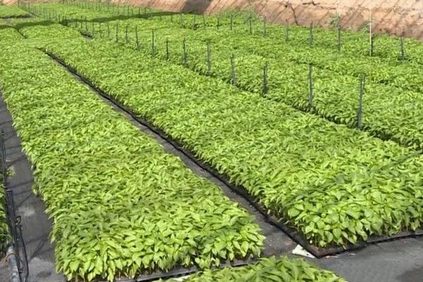 什么時(shí)候育辣椒苗