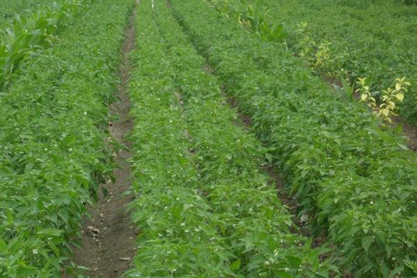 什么時(shí)候育辣椒苗