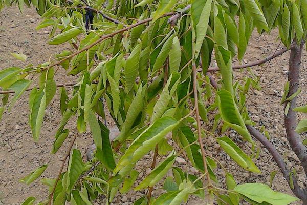 櫻桃樹卷葉的治療方法