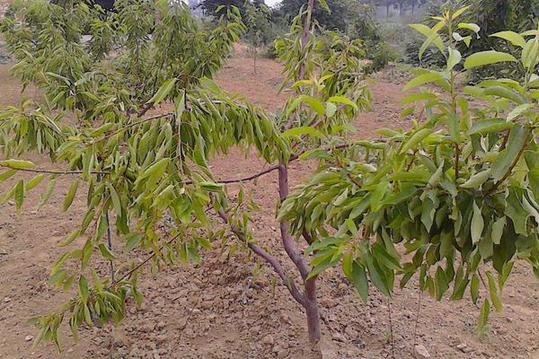 櫻桃樹卷葉的治療方法