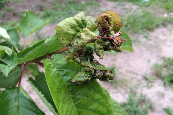 櫻桃樹卷葉的治療方法