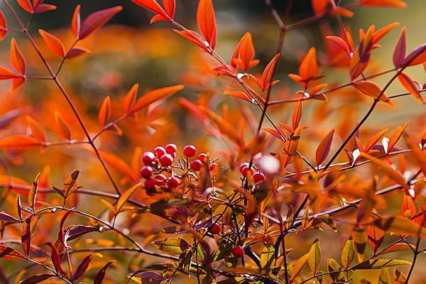 南天竹種子的種植方法