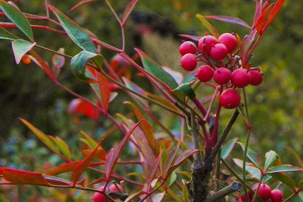 南天竹種子的種植方法