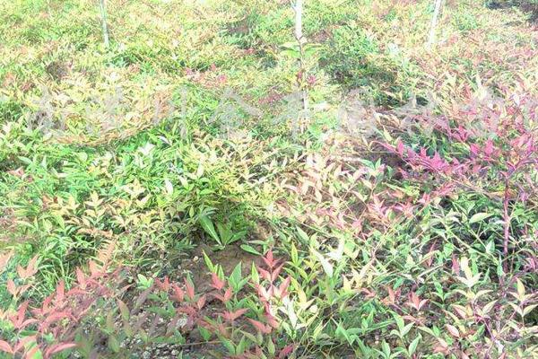 南天竹種子的種植方法