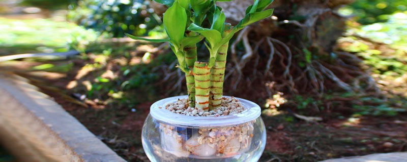 水培竹子的養殖方法和注意事項