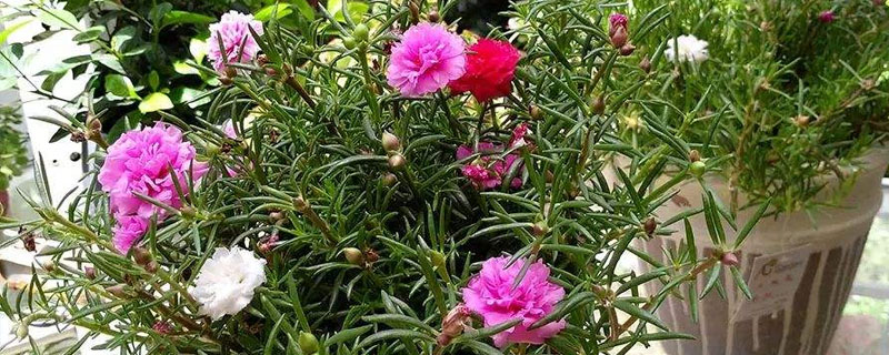 松針牡丹的養(yǎng)殖方法