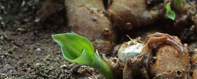沙姜的種植方法和時間