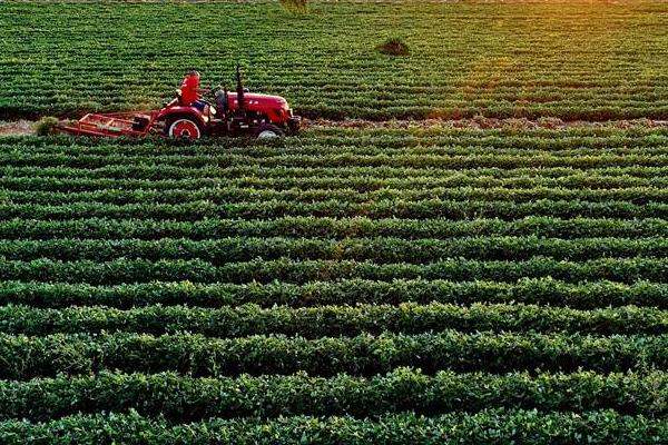 花生除草劑有哪些