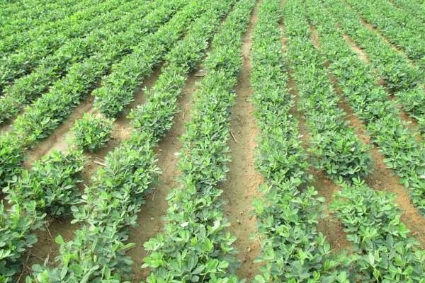 花生除草劑有哪些