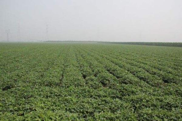 花生除草劑有哪些