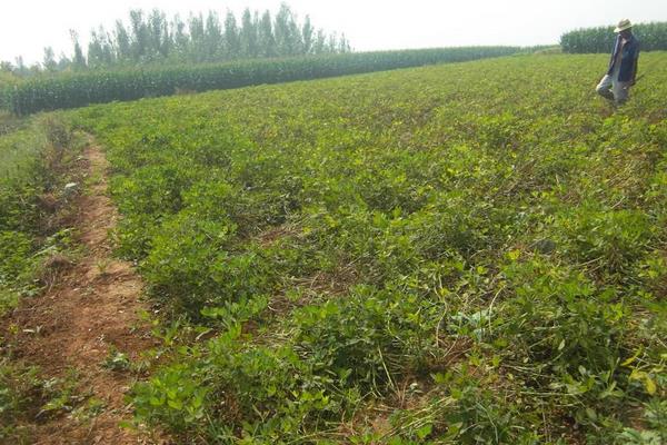 花生除草劑有哪些