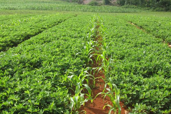 花生除草劑有哪些