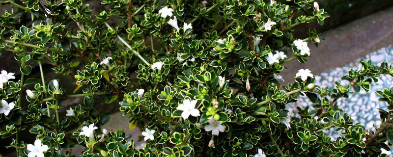 六月雪的養殖方法和澆水方法