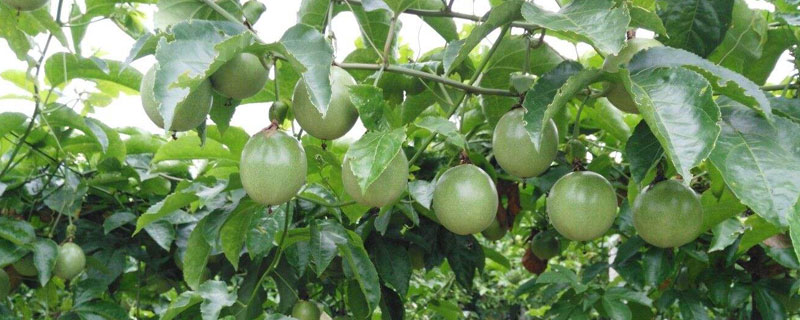 百香果種植必讀