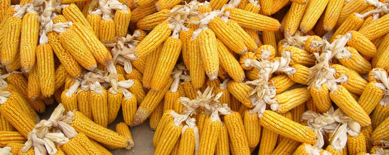 科泰925玉米品種介紹