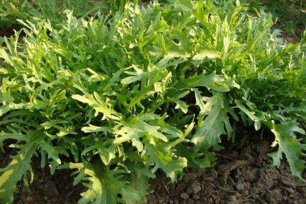 苦菊的種植方法和時間