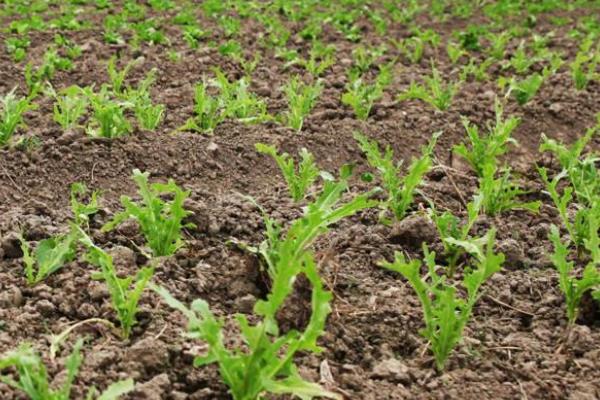 苦菊的種植方法和時間