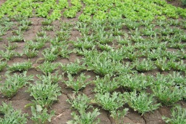 苦菊的種植方法和時間