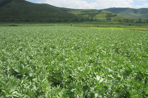 苦菊的種植方法和時間