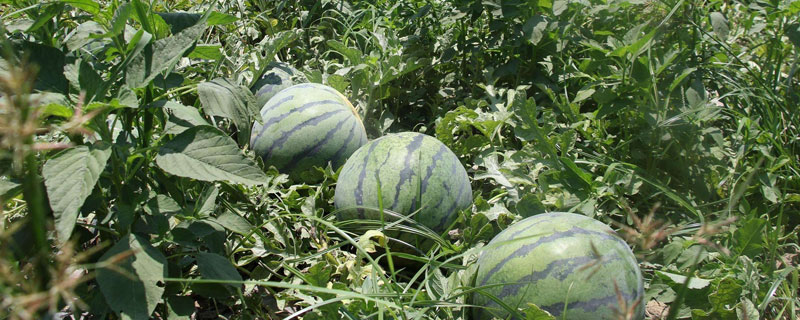 早春露地西瓜種植技術