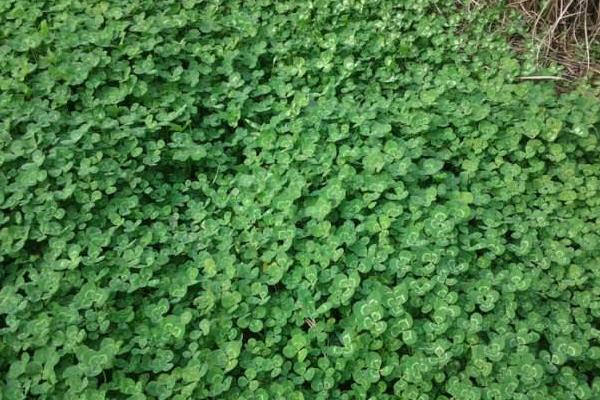 幸運草種子的種植方法