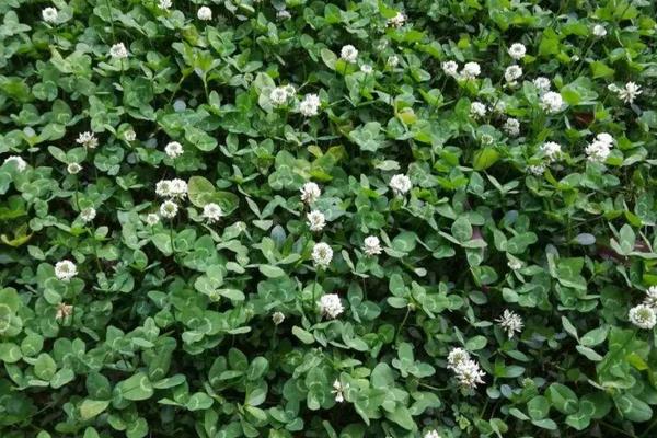 幸運草種子的種植方法