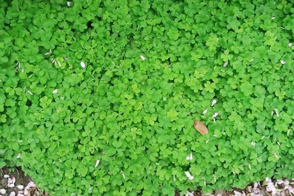 幸運草種子的種植方法