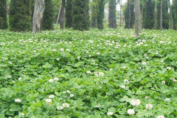 幸運草種子的種植方法
