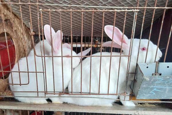 投資小占地少的養(yǎng)殖項(xiàng)目