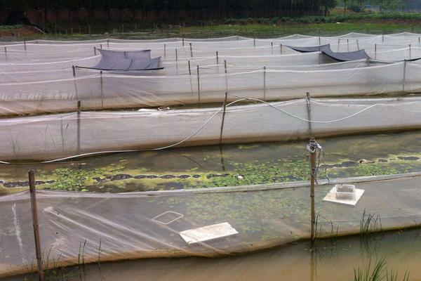 投資小占地少的養(yǎng)殖項(xiàng)目