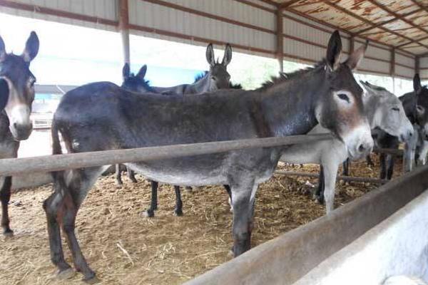投資小占地少的養(yǎng)殖項(xiàng)目