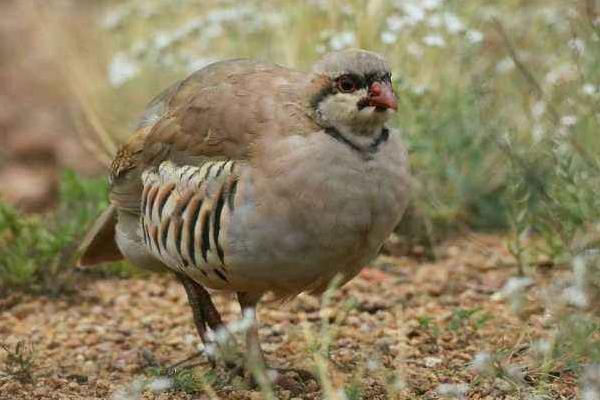 投資小占地少的養(yǎng)殖項(xiàng)目