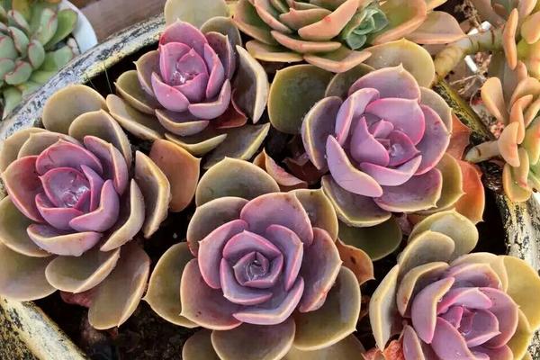 多肉紅心蓮的養(yǎng)殖方法