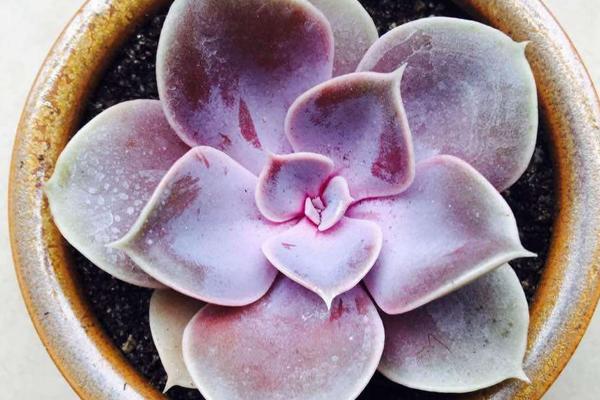 多肉紅心蓮的養(yǎng)殖方法