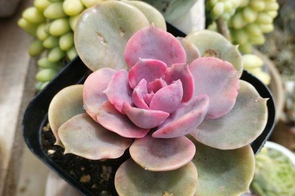 多肉紅心蓮的養(yǎng)殖方法