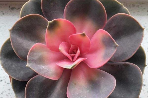 多肉紅心蓮的養(yǎng)殖方法