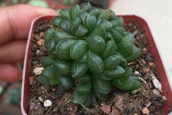 如何正確的養(yǎng)殖玉露 要注意哪些