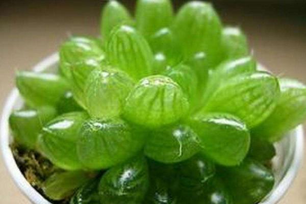 如何正確的養(yǎng)殖玉露 要注意哪些