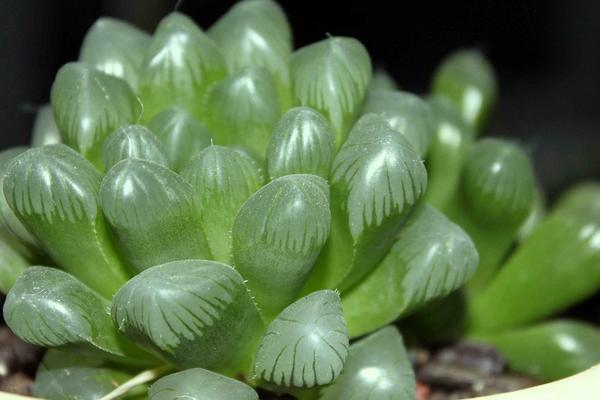 如何正確的養(yǎng)殖玉露 要注意哪些