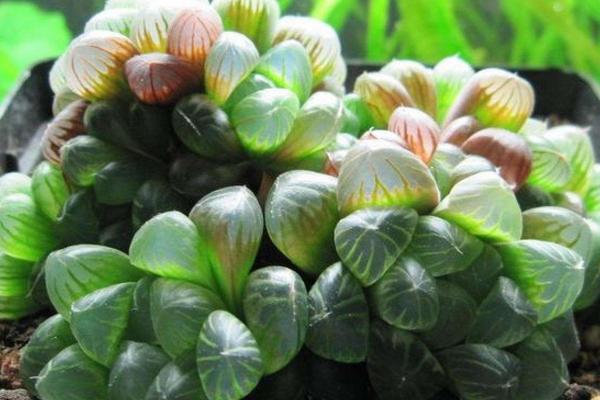 如何正確的養(yǎng)殖玉露 要注意哪些