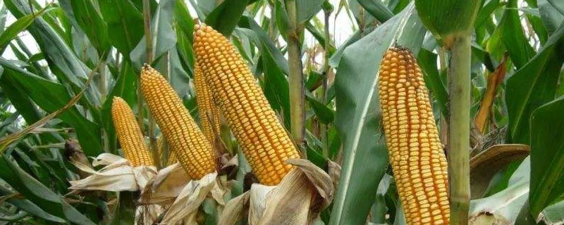 東單183玉米種子介紹