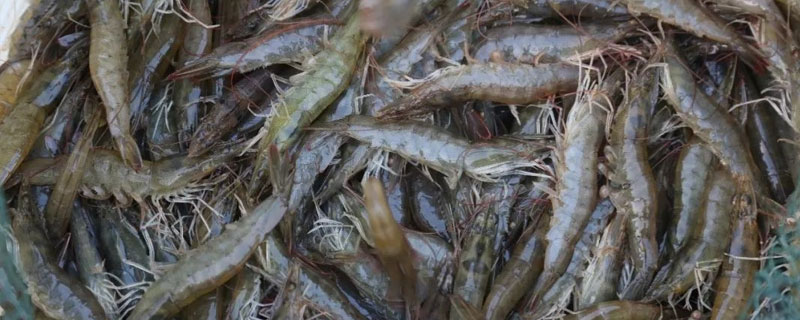 純淡水養(yǎng)殖南美白對蝦