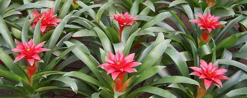 紅星鳳梨的養殖方法