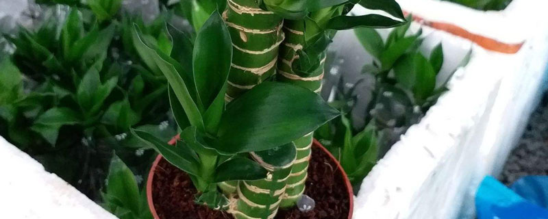 荷葉竹的養殖方法和注意事項