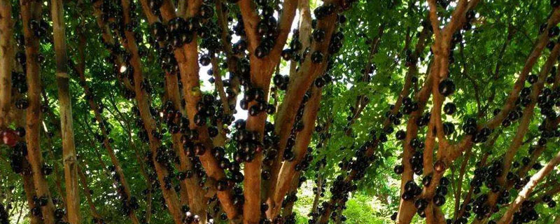 佛山嘉寶果樹苗價格及繁殖方法