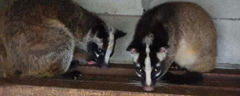 有啥可以在家里養殖的小項目