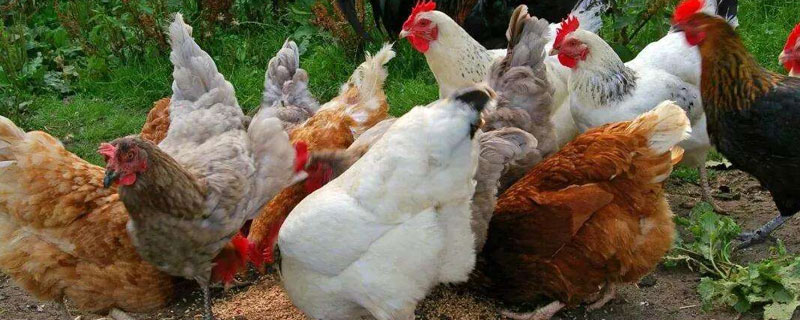 下蛋雞吃什么飼料