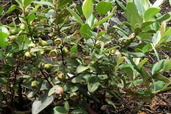 稔子種植技術(shù)與產(chǎn)量