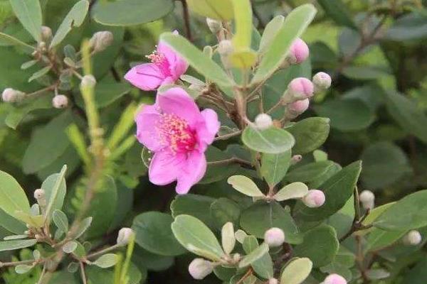 稔子種植技術(shù)與產(chǎn)量